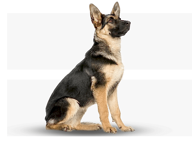 собаки в регул групп