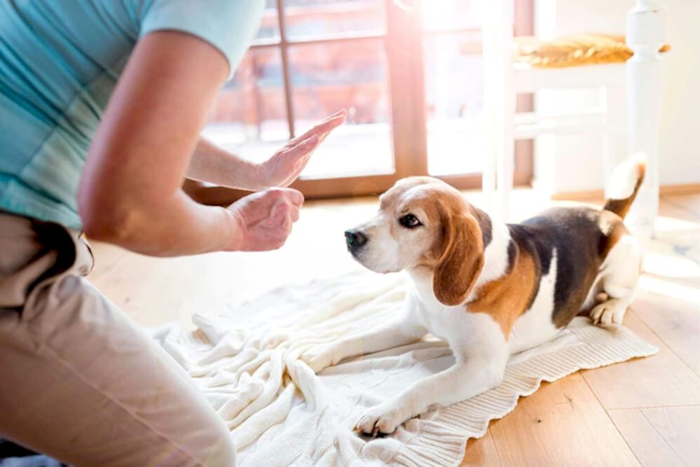 Дрессировка собак в домашних условиях