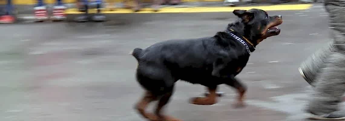 Обеспечение безопасности при проведении массовых мероприятий