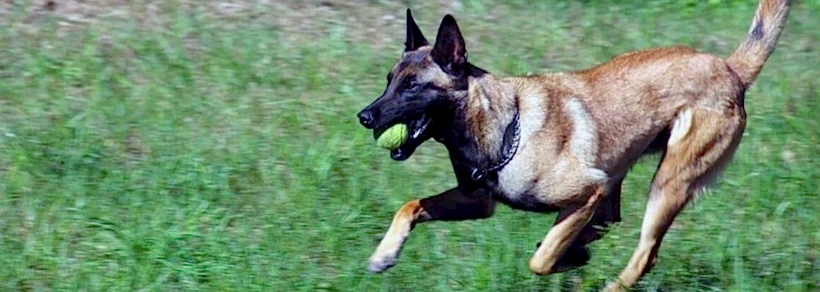 Дрессировка служебных собак