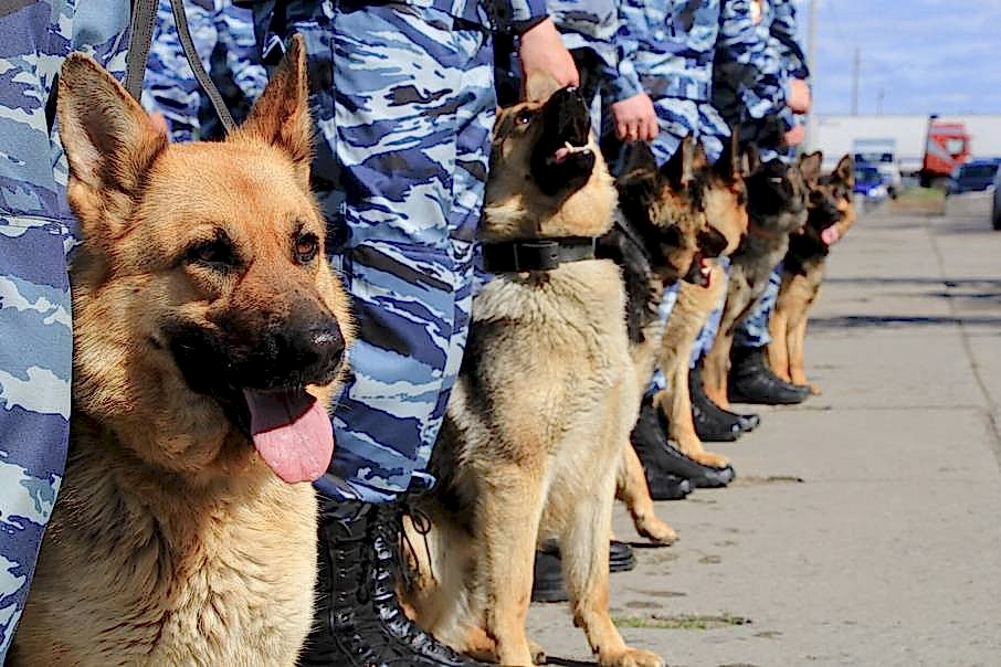 собаки регул групп