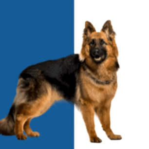 кинологический центр алматы