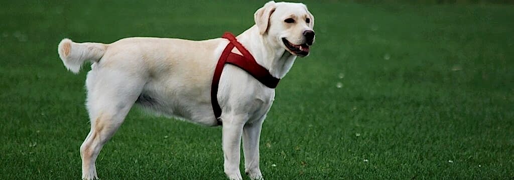 Характеристика лабрадора-ретривера. Качества для несения службы