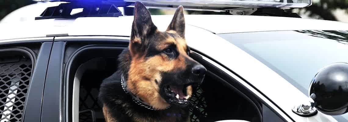 Личная охрана VIP-лиц собаками