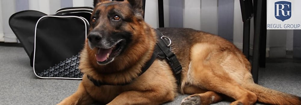 Поиска взрывчатых веществ собаками в багаже