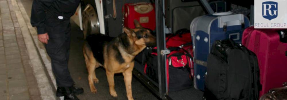 Поиска взрывчатых веществ собаками в наземном транспорте