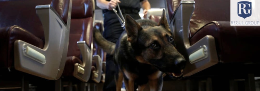 Поиска взрывчатых веществ собаками в здании