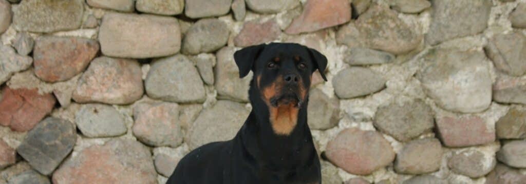 Особенности процесса обучения служебных собак