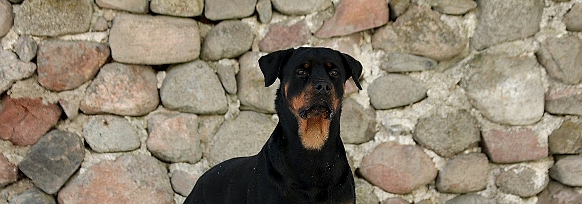 Особенности процесса обучения служебных собак Особенности процесса обучения служебных собак