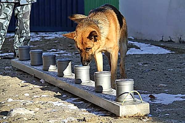 Особенности выбора и обучения собак для поиска взрывчатых веществ и оружия