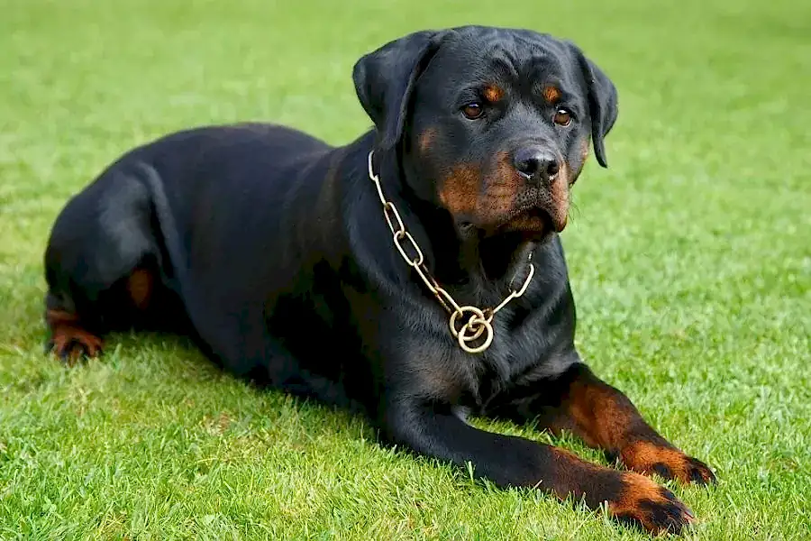 Порода ротвейлер: характеристика и описание