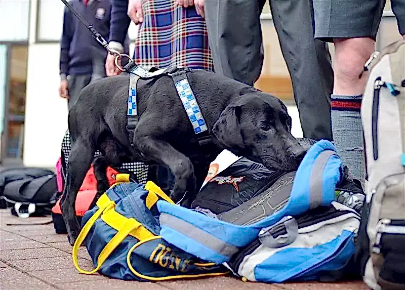 Средства для поиска наркотических и психотропных веществ