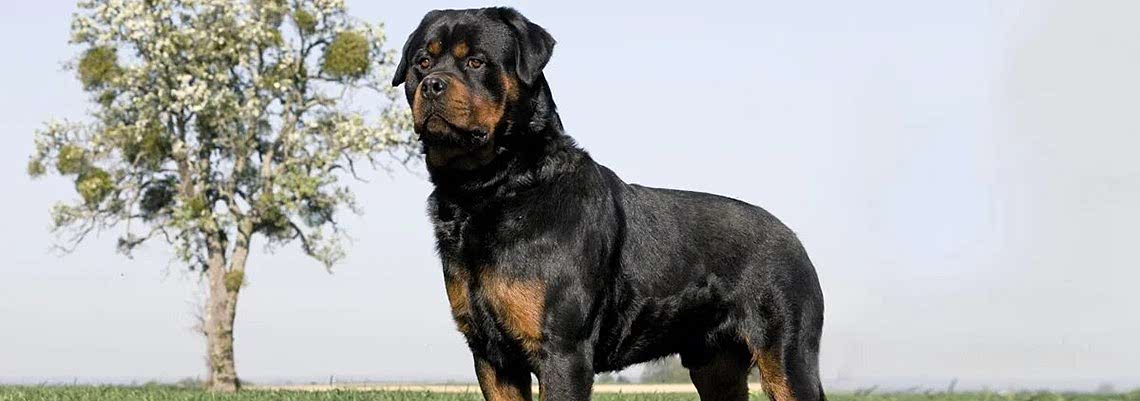 Порода ротвейлер: характеристика и описание