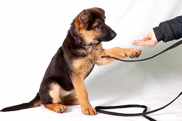 С какого возраста можно начать дрессировку собаки