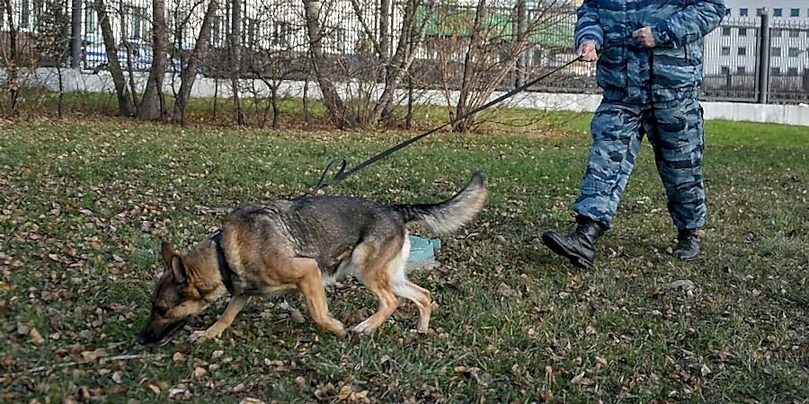 Дрессировка поиск