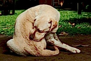 Паразитические черви у собак: как распознать и устранить