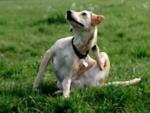 Вши у собак