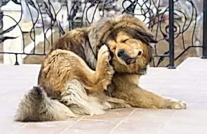 Как распознать клещей у собак