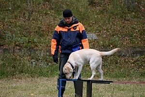 Деструктивное поведение у собаки