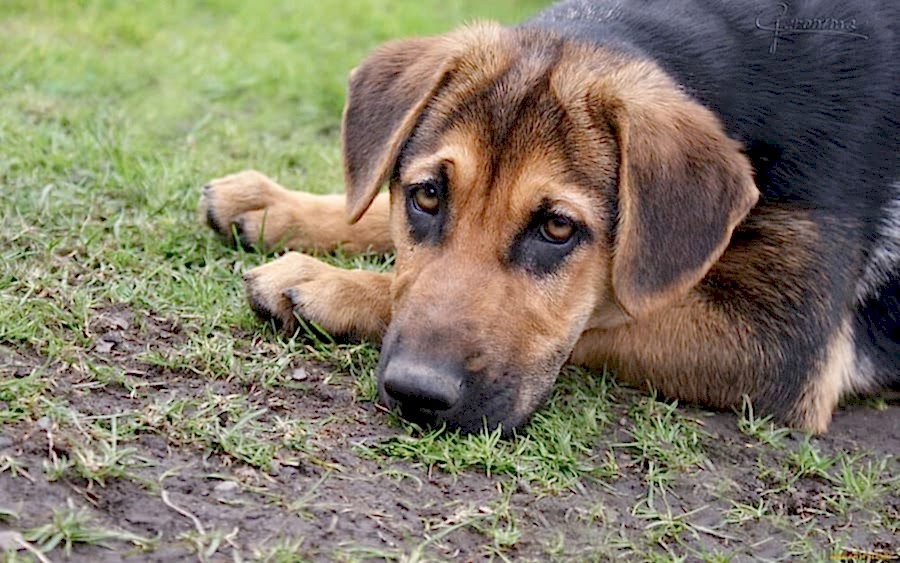 Как распознать клещей у собак