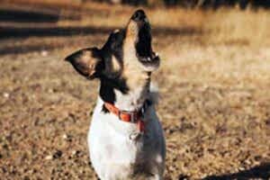 Собака всегда лает