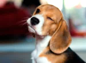 Как научить собаку реагировать на имя