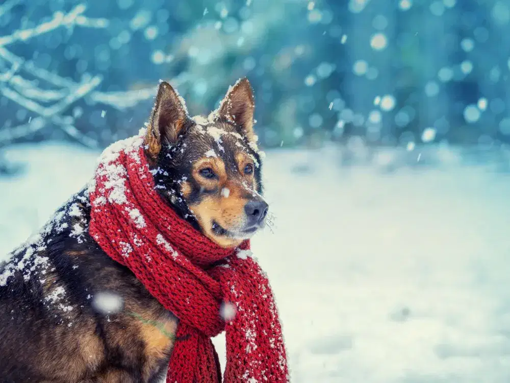 Холод и собака