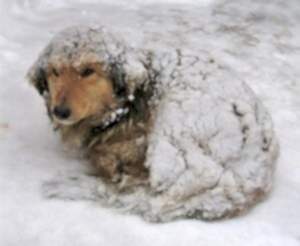 Холод и собака