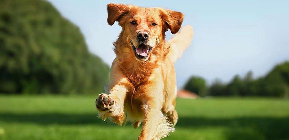 Как научить собаку реагировать на имя