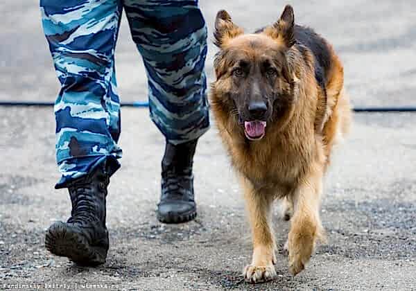 О кинологах