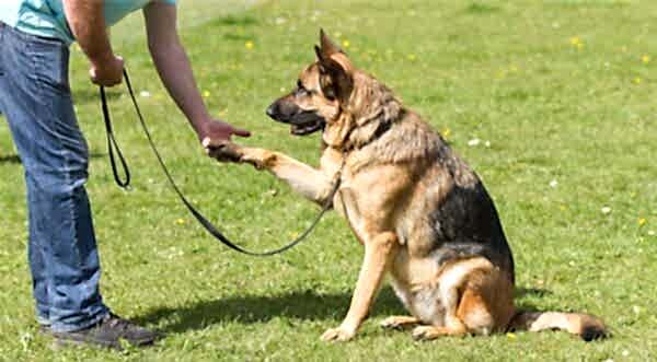 О дрессировщиках