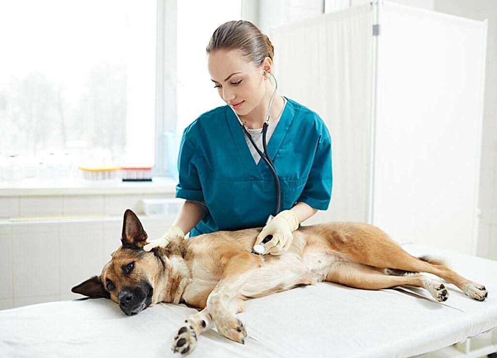 Как определить головокружение у собаки