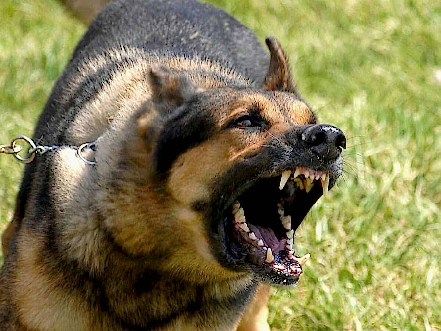 Агрессивная собака: что делать?