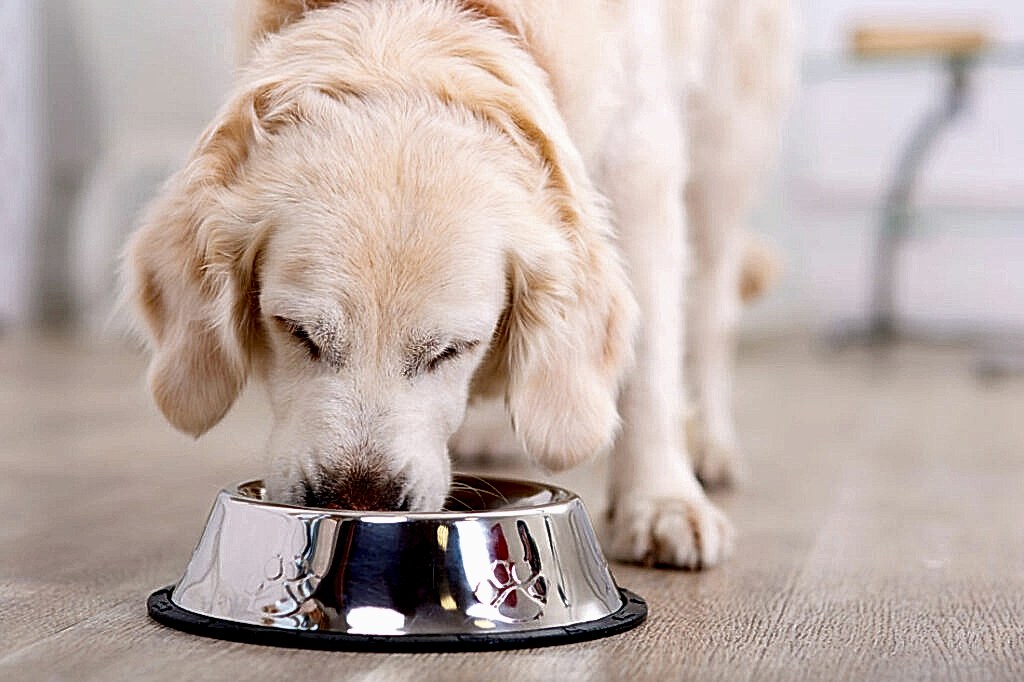 Агрессивная собака: что делать?