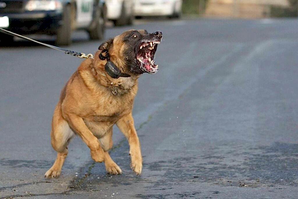 Агрессивная собака: что делать?