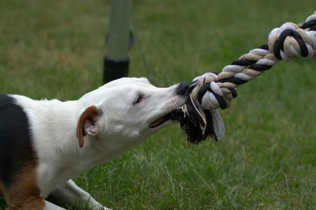 Агрессивная собака: что делать?