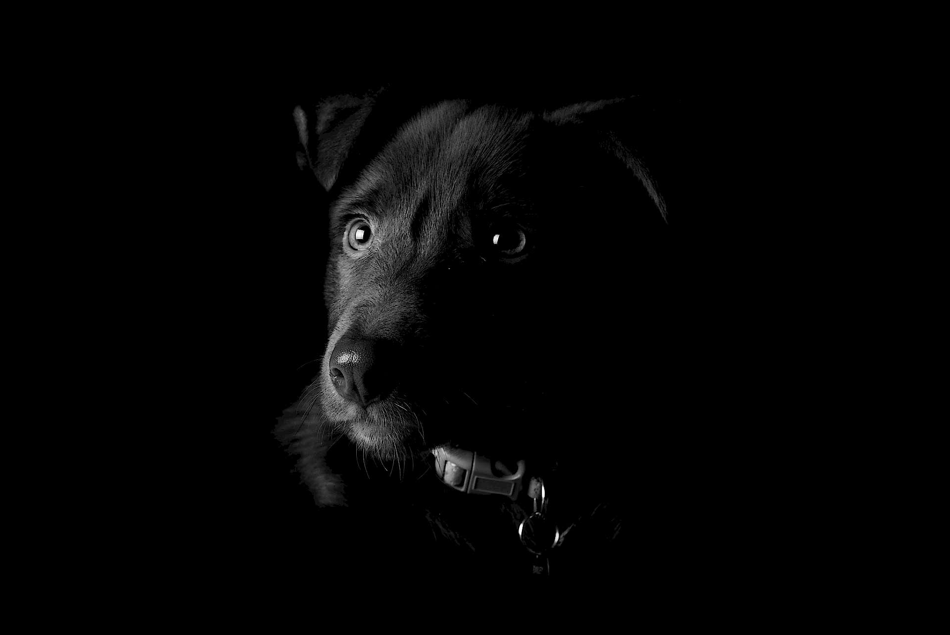 Что мне делать, если моя собака боится темноты