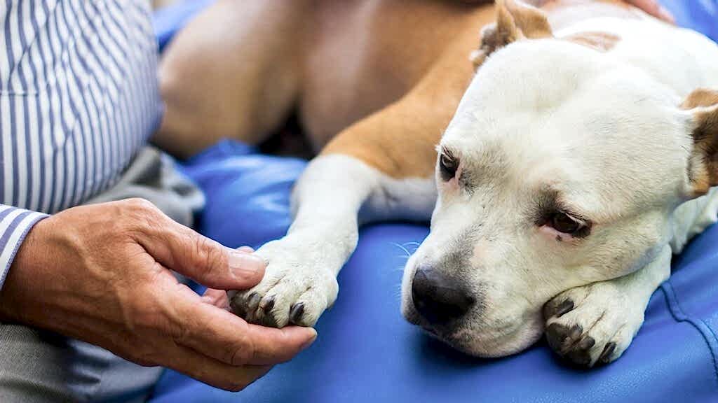 Как определить головокружение у собаки