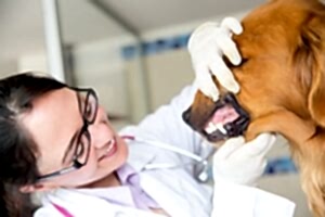 Выпрямление зубов у собаки