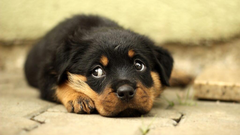  Уход за щенком ротвейлером 