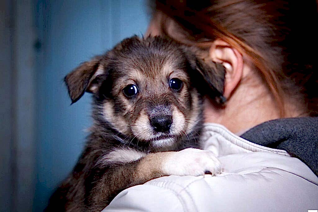 Приют собак: хотите, чтобы с вами жила собака из питомника?