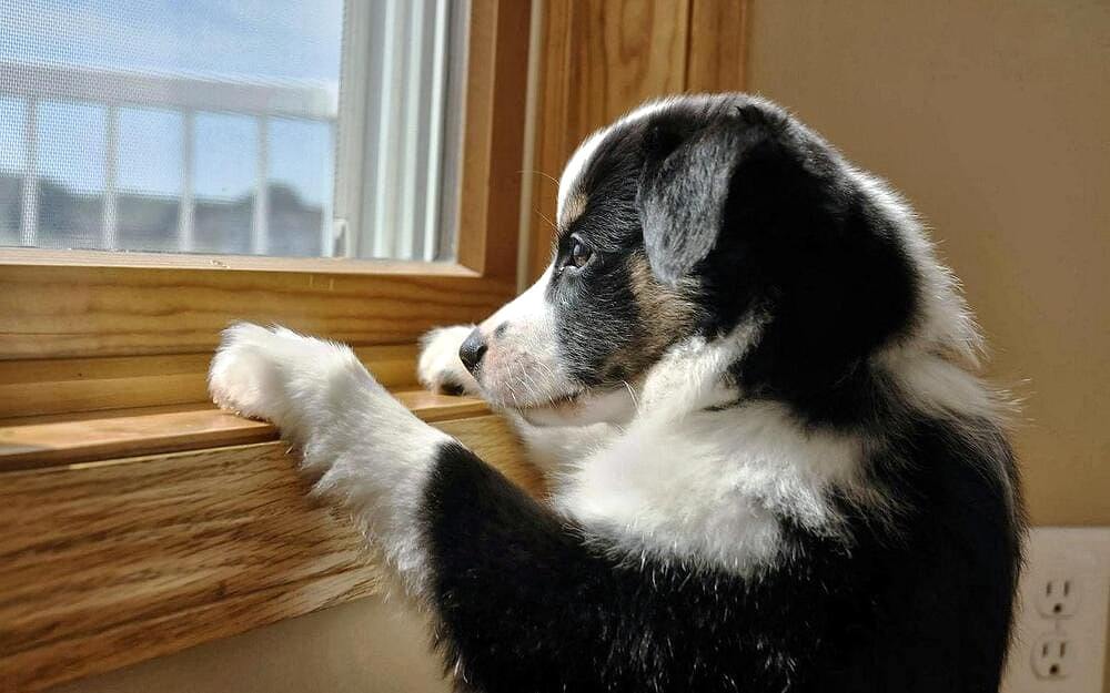 Боязнь разлуки у собаки