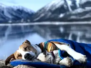 Подготовка к поездке с собакой