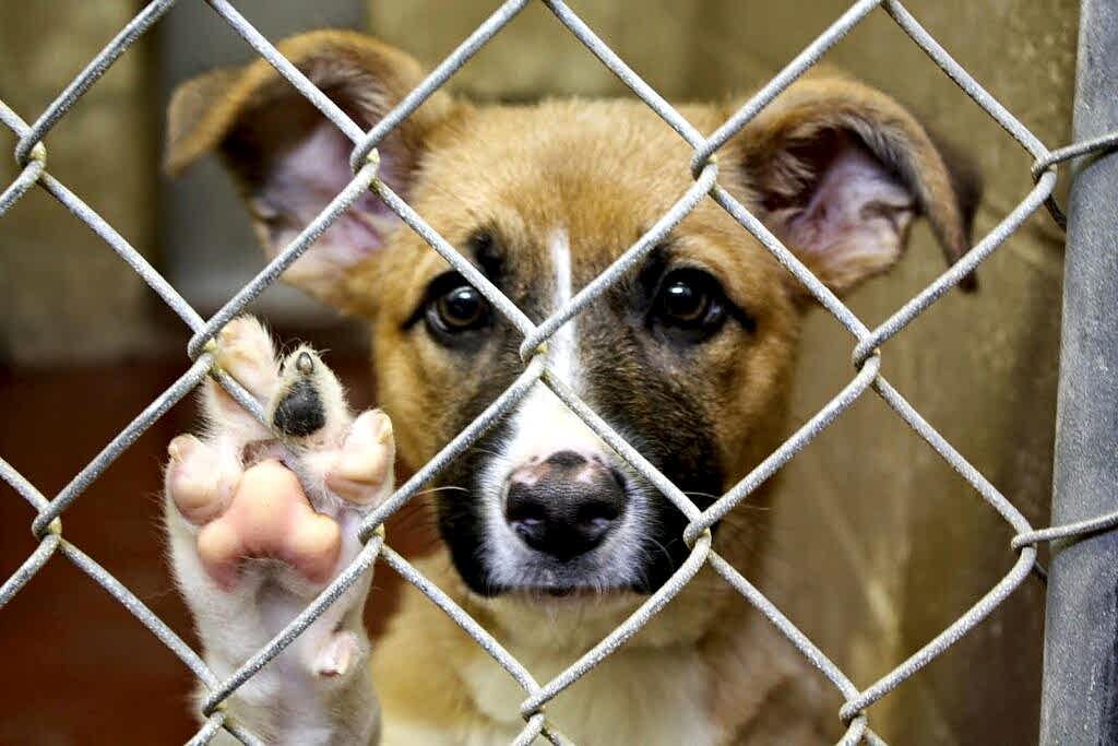 Приют собак: хотите, чтобы с вами жила собака из питомника?