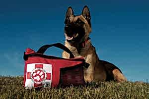 Подготовка к поездке с собакой