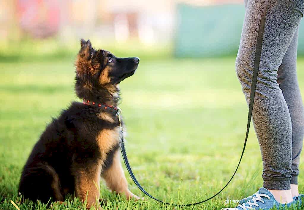 Базовая дрессировка щенка