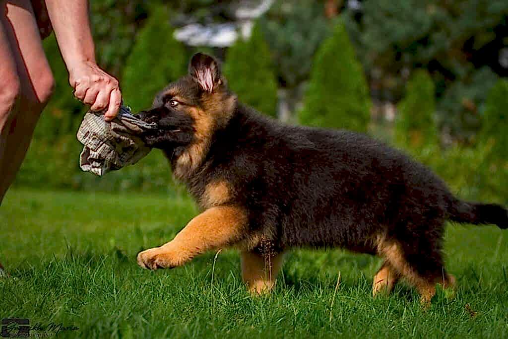 Базовая дрессировка щенка