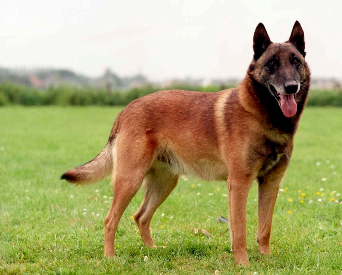 собаки регул групп