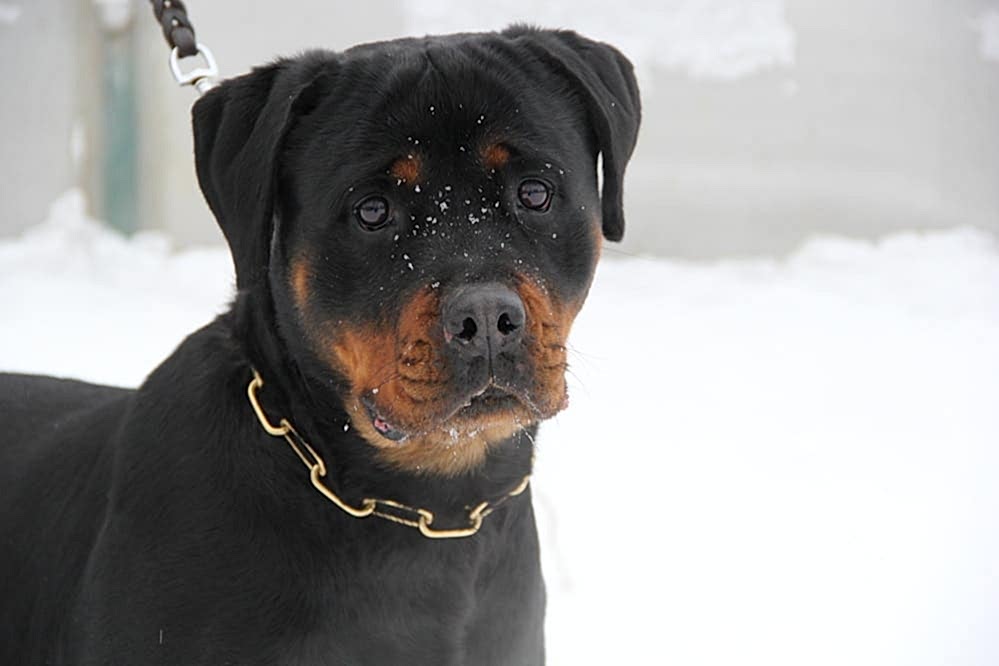 собаки регул групп