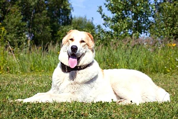 Характер алабая